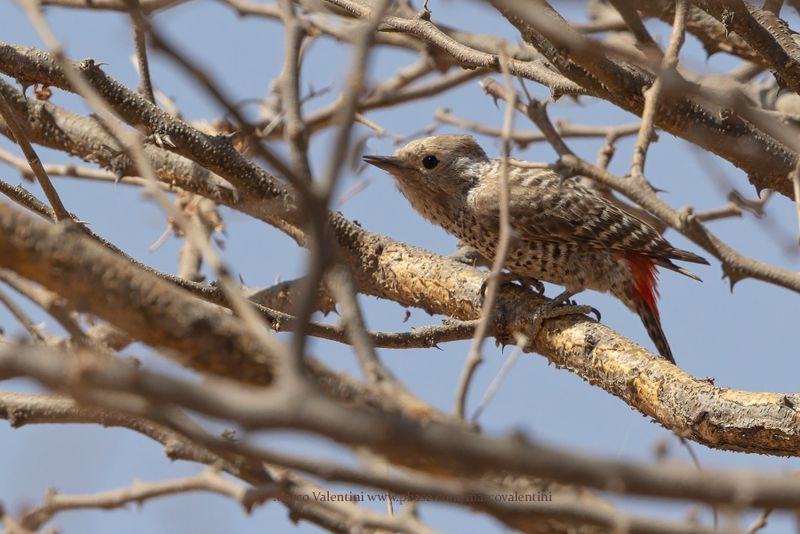 Little Gray Woodpecker - Dendropicos elachus