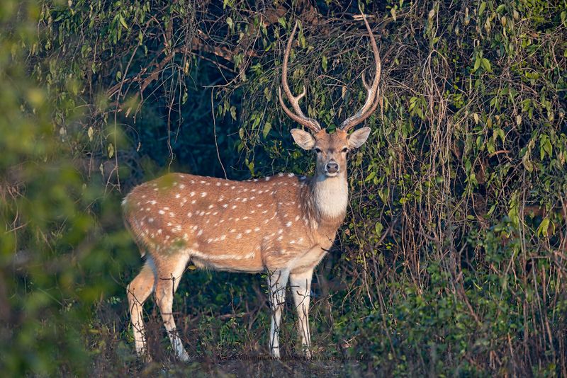 India 2025 Mammals