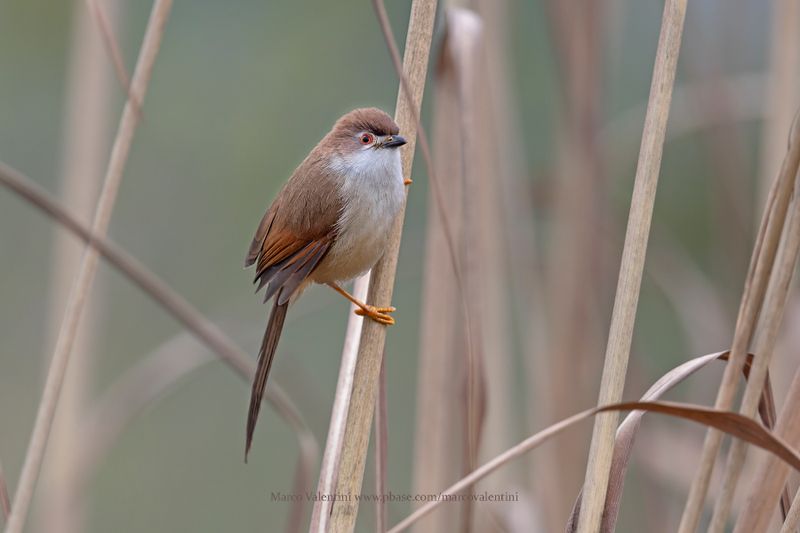 India 2025 Birds