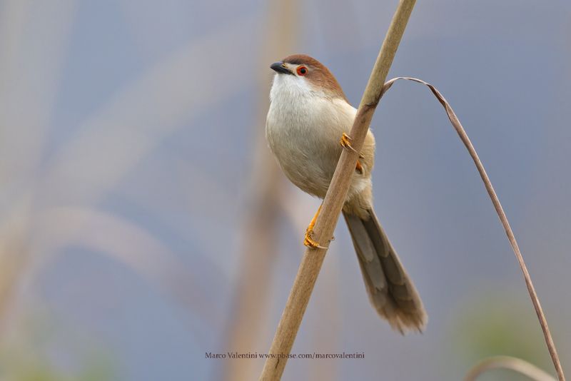 Yellow-eyed Babbler - Chrysomma sinense