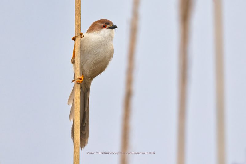 Yellow-eyed Babbler - Chrysomma sinense