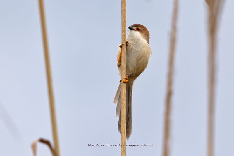 Yellow-eyed Babbler - Chrysomma sinense