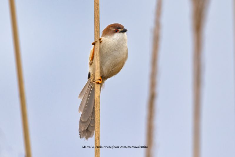 Yellow-eyed Babbler - Chrysomma sinense