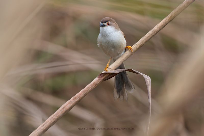 Yellow-eyed Babbler - Chrysomma sinense