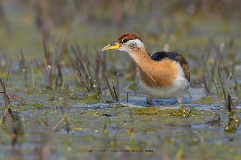 Bronze-winged Jacana - Metopius indicus