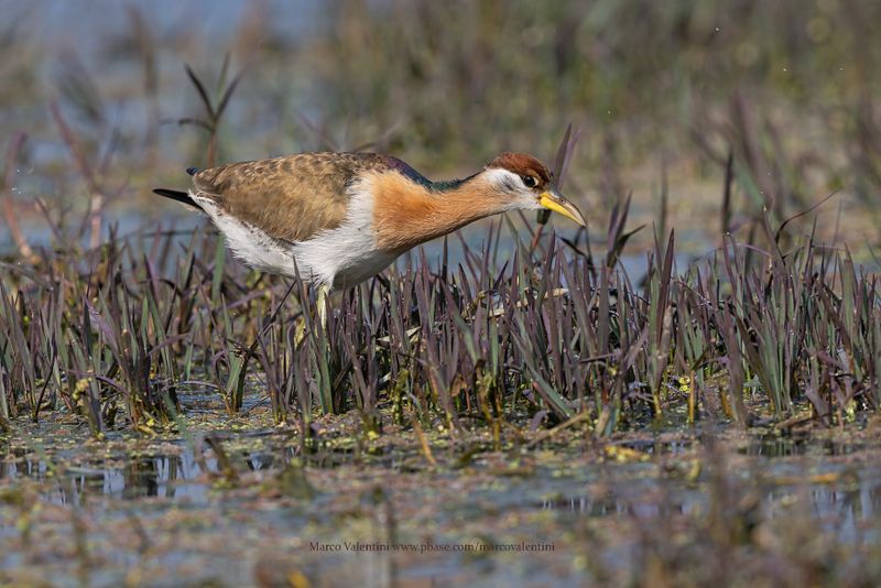 Bronze-winged Jacana - Metopius indicus