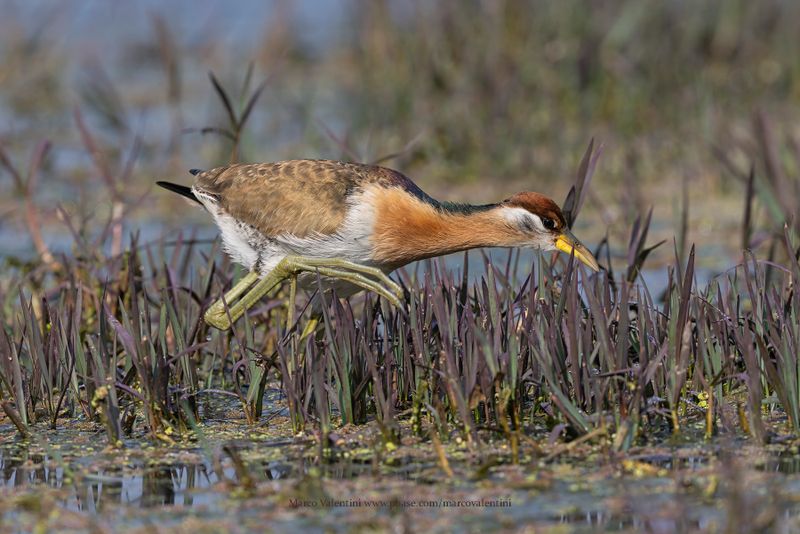 Bronze-winged Jacana - Metopius indicus