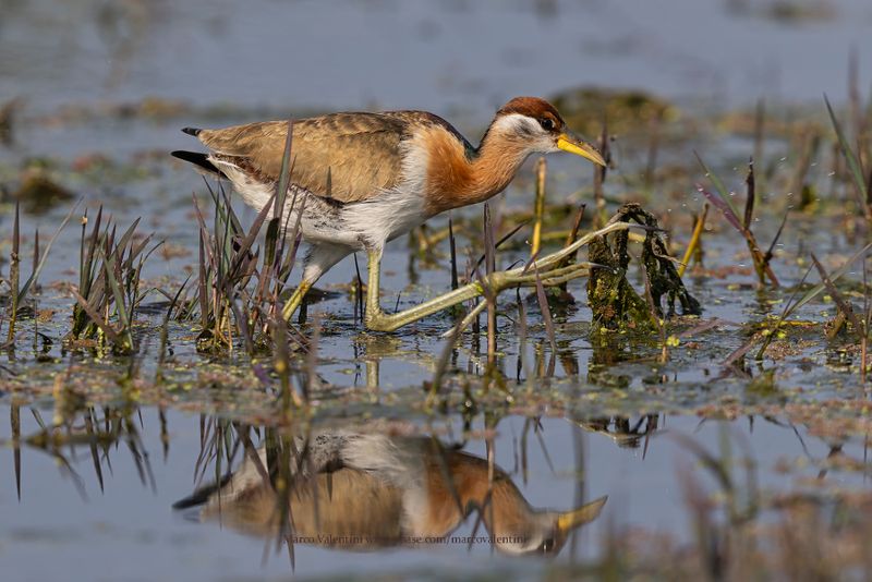 Bronze-winged Jacana - Metopius indicus