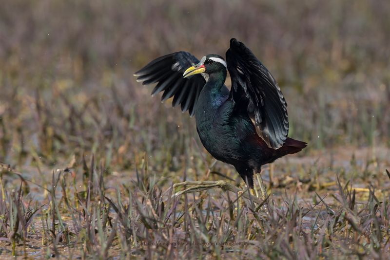 Bronze-winged Jacana - Metopius indicus