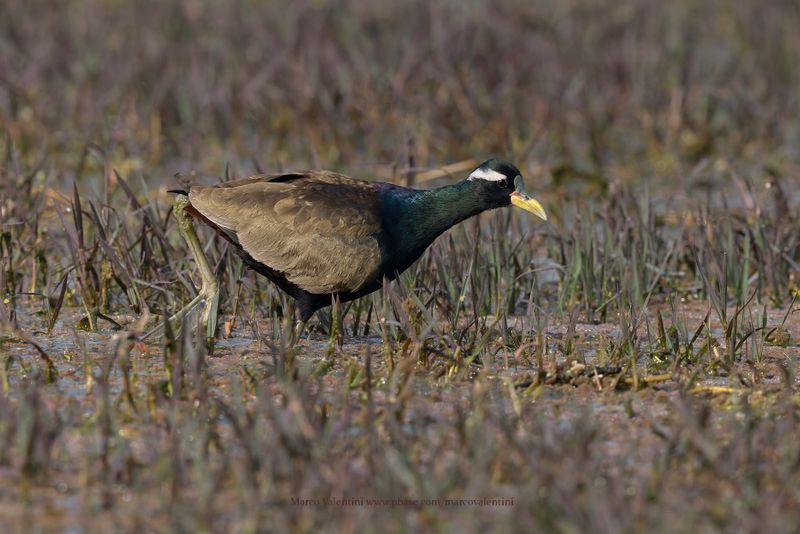 Bronze-winged Jacana - Metopius indicus