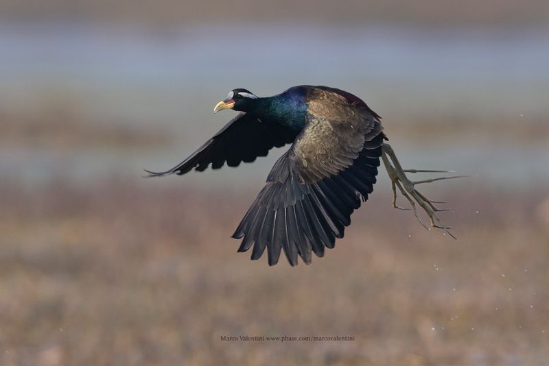 Bronze-winged Jacana - Metopius indicus
