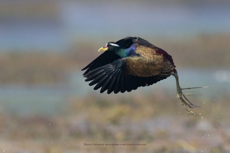 Bronze-winged Jacana - Metopius indicus