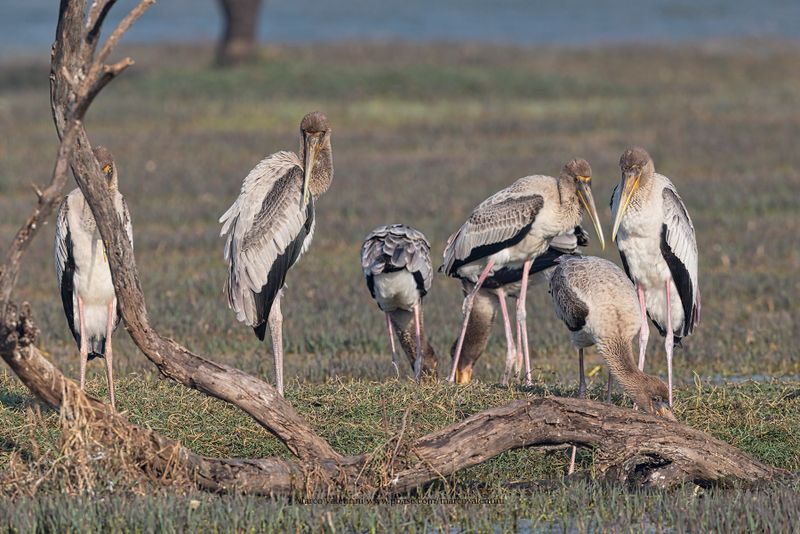 Asian Painted Stork - Mycteria leucocephala