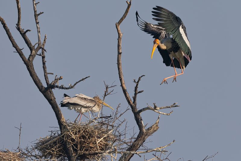 Asian Painted Stork - Mycteria leucocephala