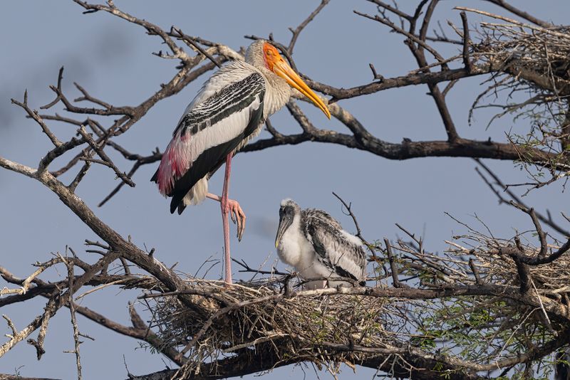 Asian Painted Stork - Mycteria leucocephala