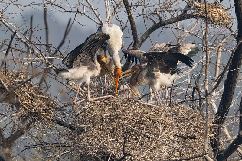 Asian Painted Stork - Mycteria leucocephala