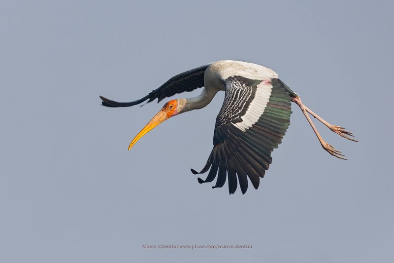 Asian Painted Stork - Mycteria leucocephala