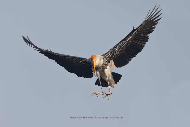 Asian Painted Stork - Mycteria leucocephala