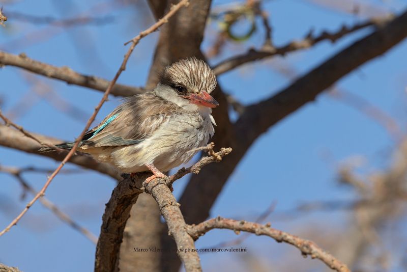Striped Kingfisher - Halcyon chelicuti