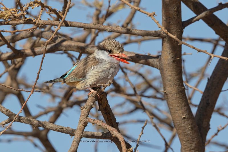 Striped Kingfisher - Halcyon chelicuti