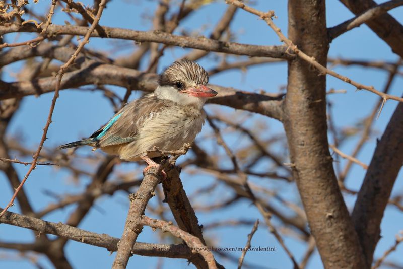 Striped Kingfisher - Halcyon chelicuti