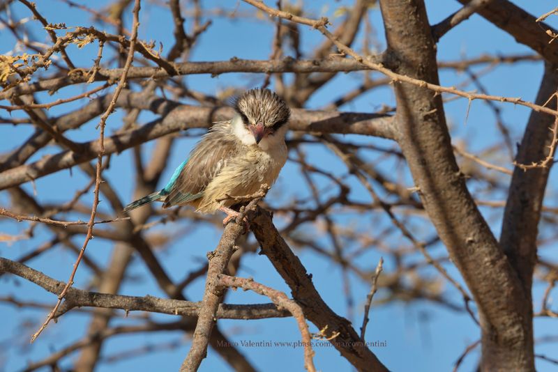Striped Kingfisher - Halcyon chelicuti