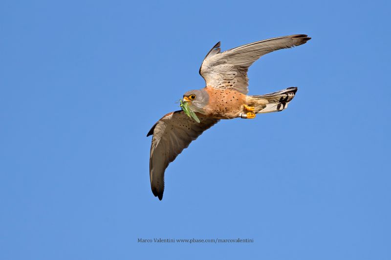 Lesser kestrel - Falco naumanni