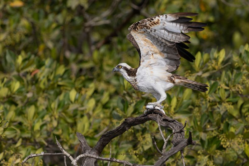 Osprey - Pandion haliaetus