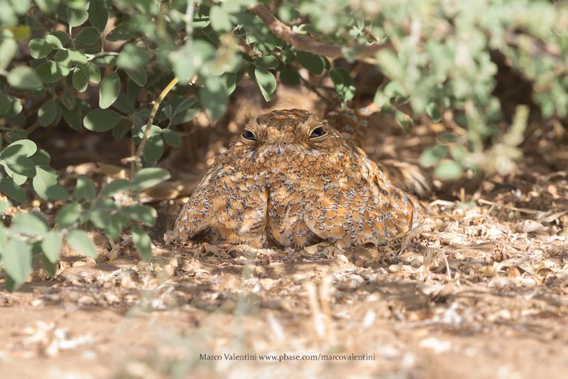 Golden Nightjar - Caprimulgus eximius