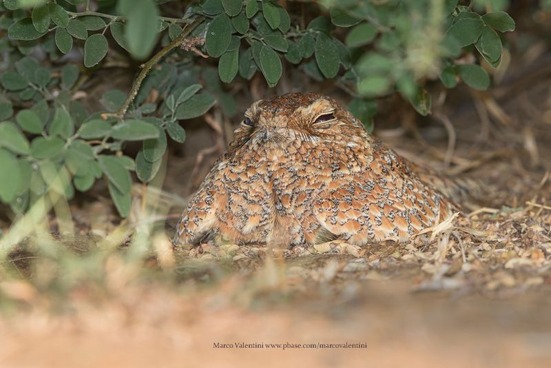 Golden Nightjar - Caprimulgus eximius