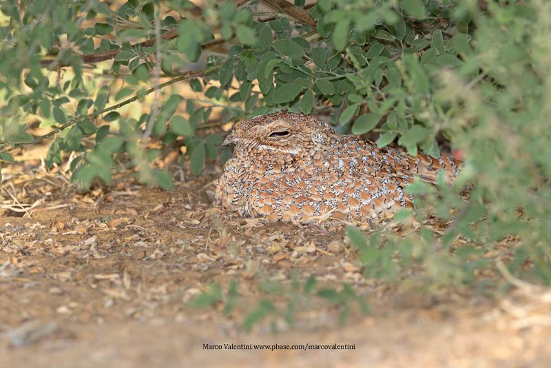 Golden Nightjar - Caprimulgus eximius