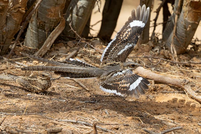 Long-tailed Nightjar - Caprimulgus climacurus