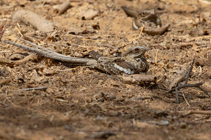 Long-tailed Nightjar - Caprimulgus climacurus