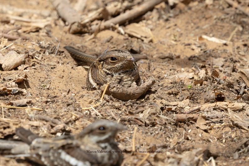 Long-tailed Nightjar - Caprimulgus climacurus