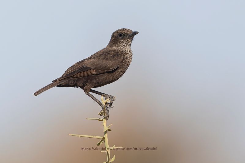 Northern Anteater-Chat - Myrmecocichla aethiops
