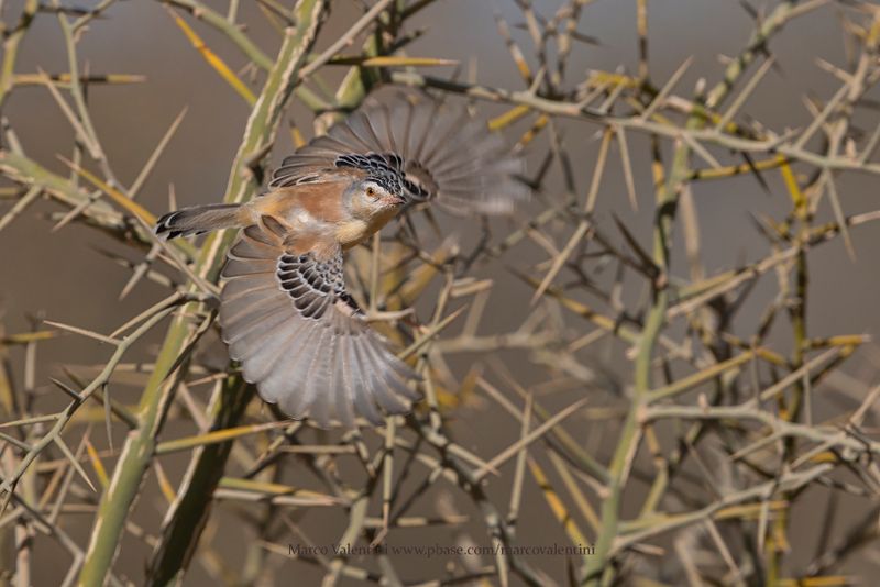 Cricket Longtail - Spiloptila clamans