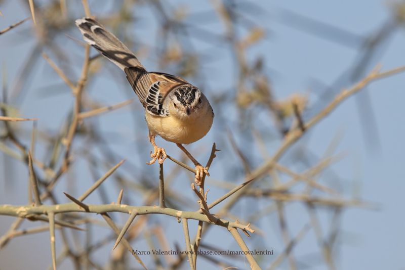 Cricket Longtail - Spiloptila clamans