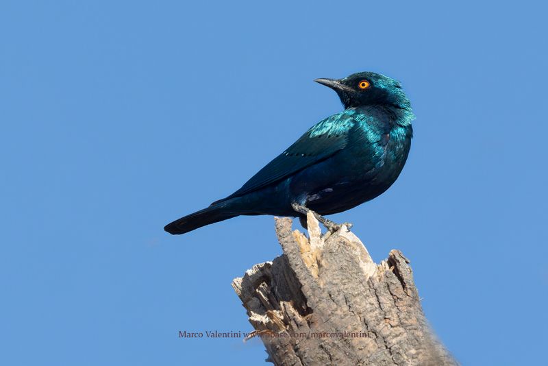 Greater Blu-eared Starling - Lamprotornis chalybaeus