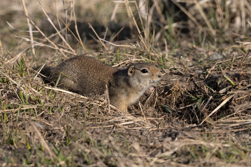 Wyoming Ground-squirrel - Urocitellus elegans