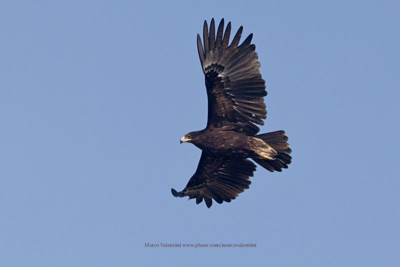 Greater Spotted Eagle - Aquila clanga