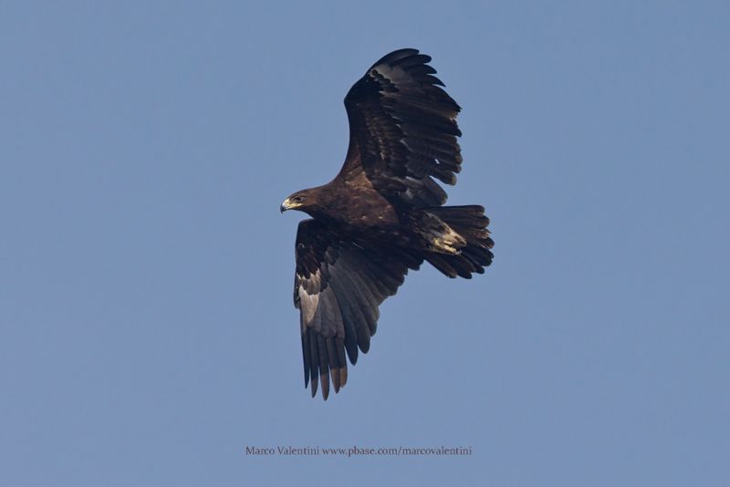 Greater Spotted Eagle - Aquila clanga