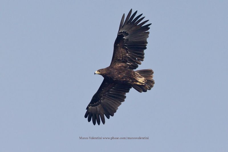 Greater Spotted Eagle - Aquila clanga