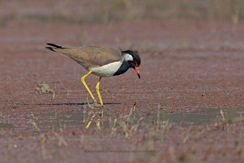 Red-wattled lapwing - Vanellus indicus