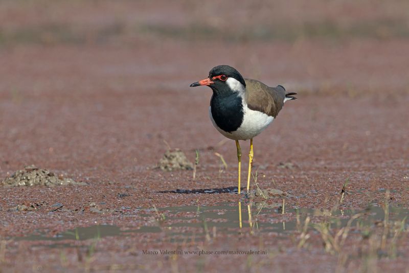 Red-wattled lapwing - Vanellus indicus