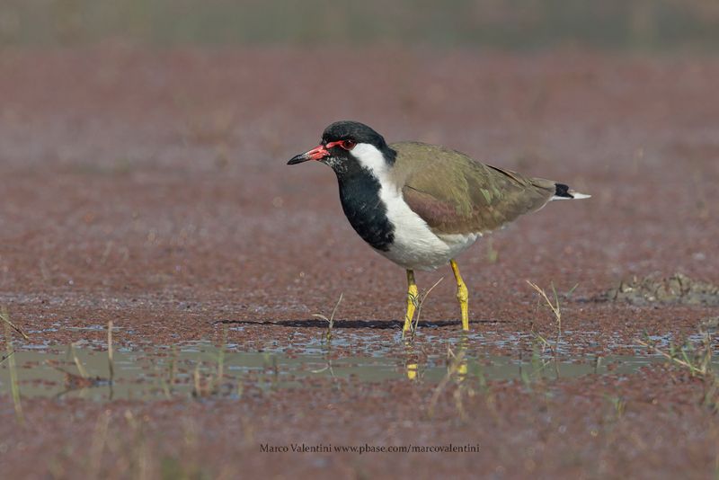 Red-wattled lapwing - Vanellus indicus