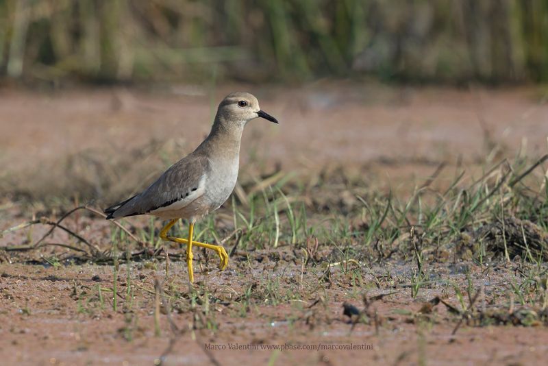 White-tailed Lapwing - Vanellus leucurus