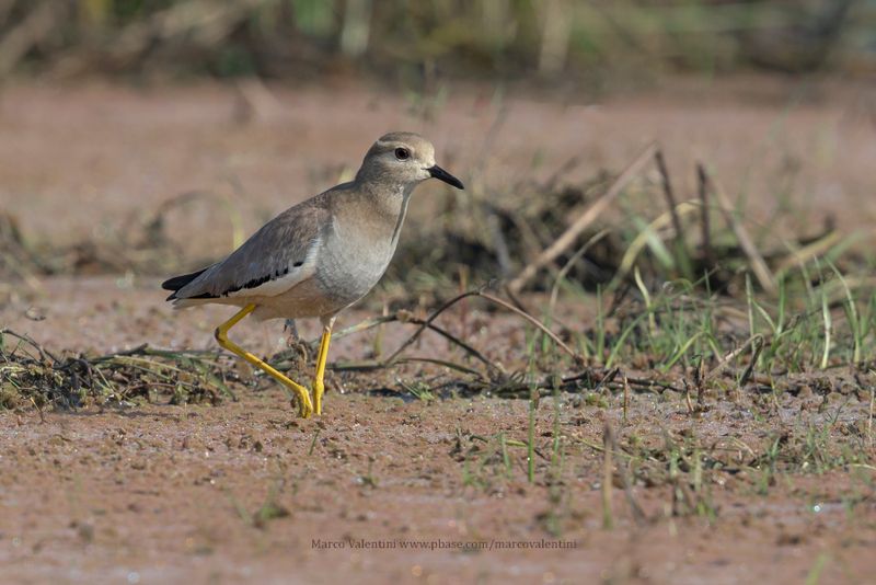 White-tailed Lapwing - Vanellus leucurus