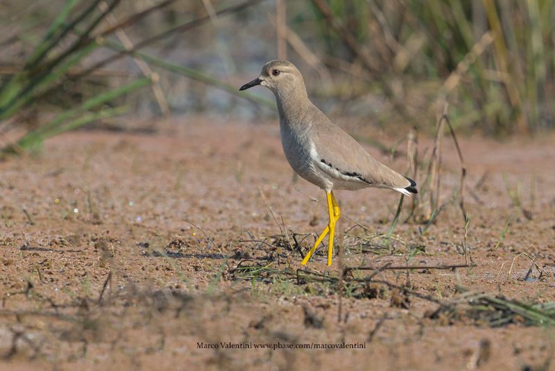 White-tailed Lapwing - Vanellus leucurus