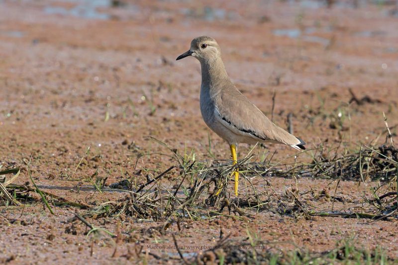 White-tailed Lapwing - Vanellus leucurus