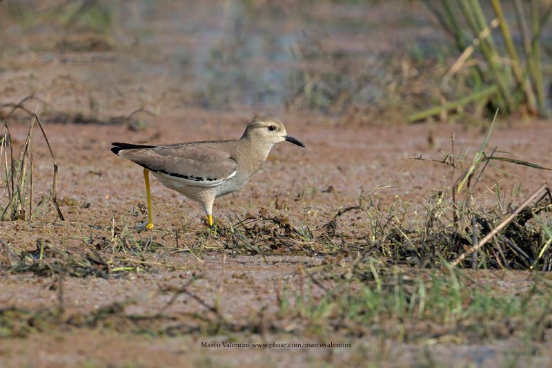 White-tailed Lapwing - Vanellus leucurus